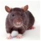Rodent Control Experts Ltd 373840 Image 0